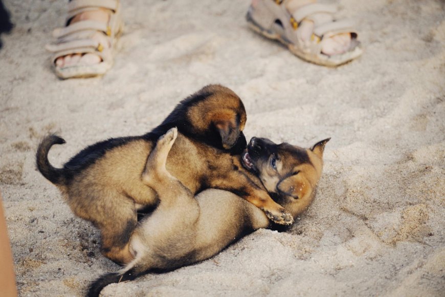 An essay on man's relationship with animals