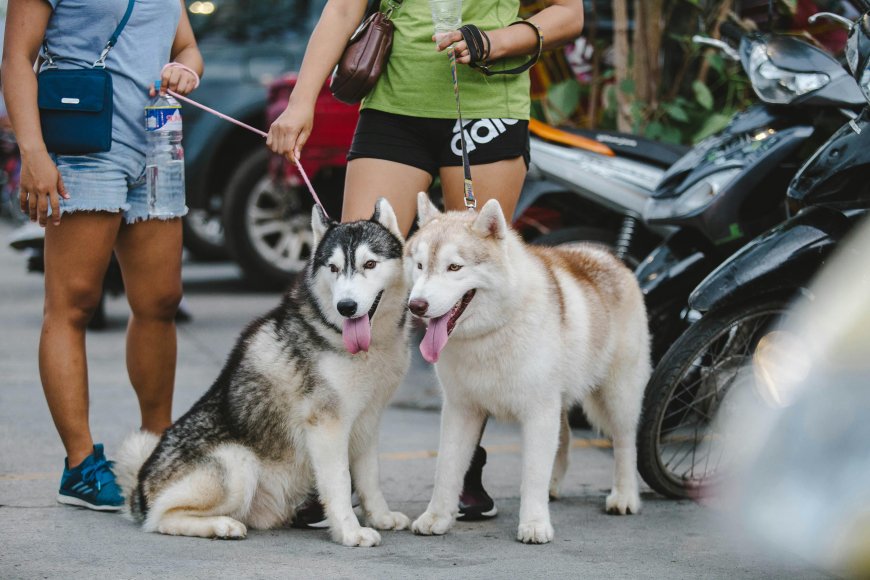 Dogs as Awesome Pets; Man's Favorite Animal Companion