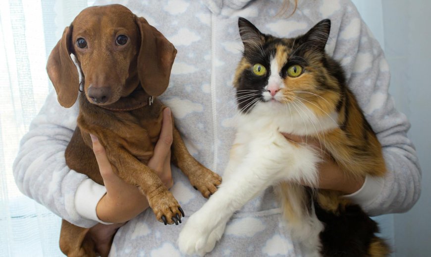 Cats vs Dogs: The Ultimate Pet.